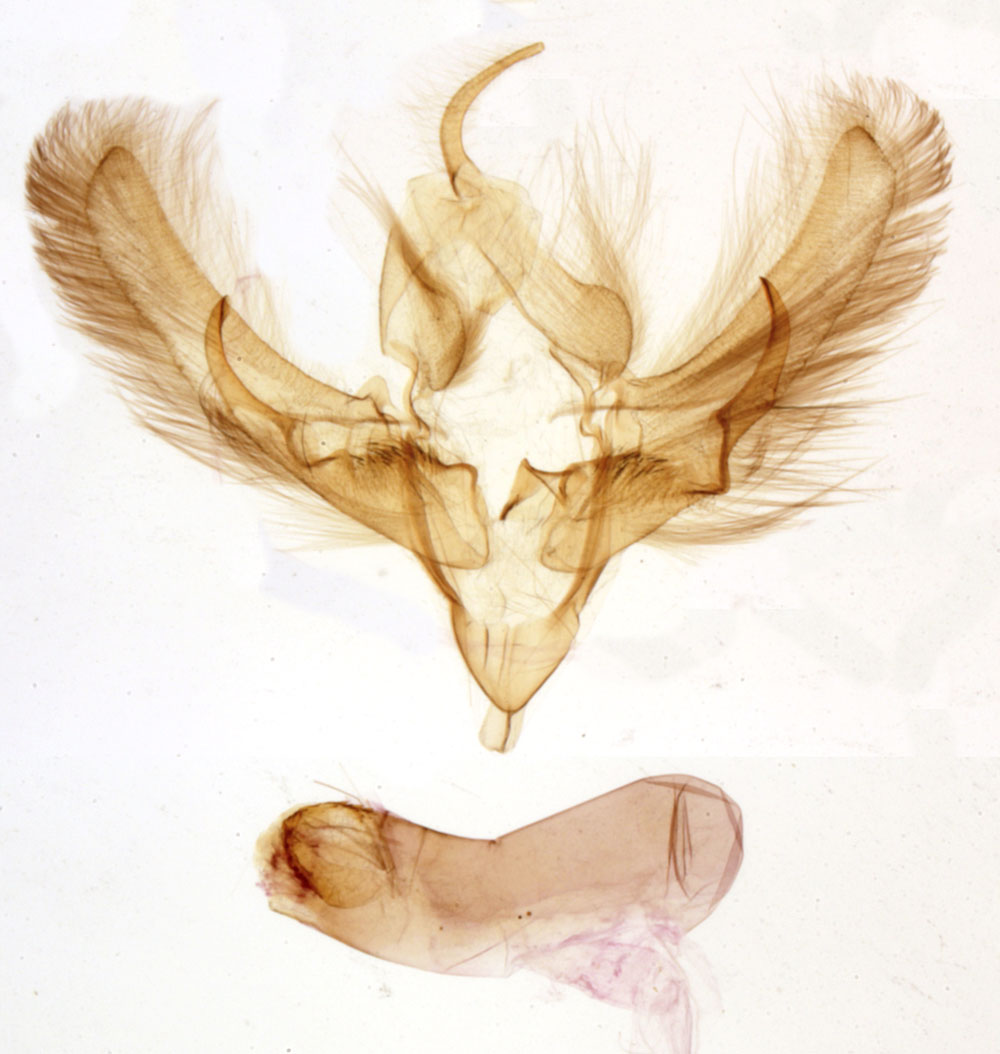 /filer/webapps/moths/media/images/F/francini_Plusiophaes_GMHT_MNHN_132.jpg