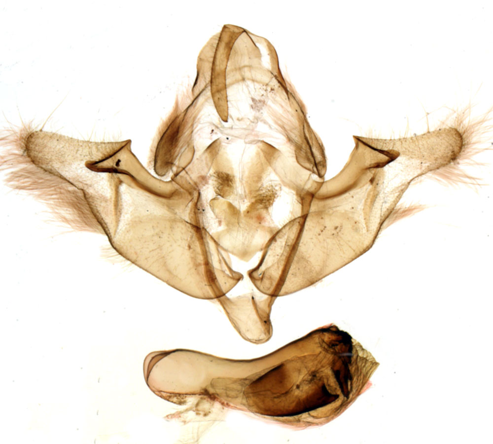 /filer/webapps/moths/media/images/F/franciscae_Sciomesa_GMHT_MNHN_BL1423.jpg