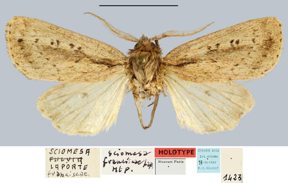 /filer/webapps/moths/media/images/F/franciscae_Sciomesa_HT_MNHN.jpg