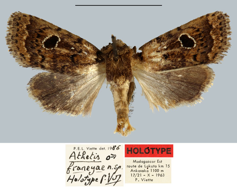 /filer/webapps/moths/media/images/F/franeyae_Athetis_HT_MNHN.jpg