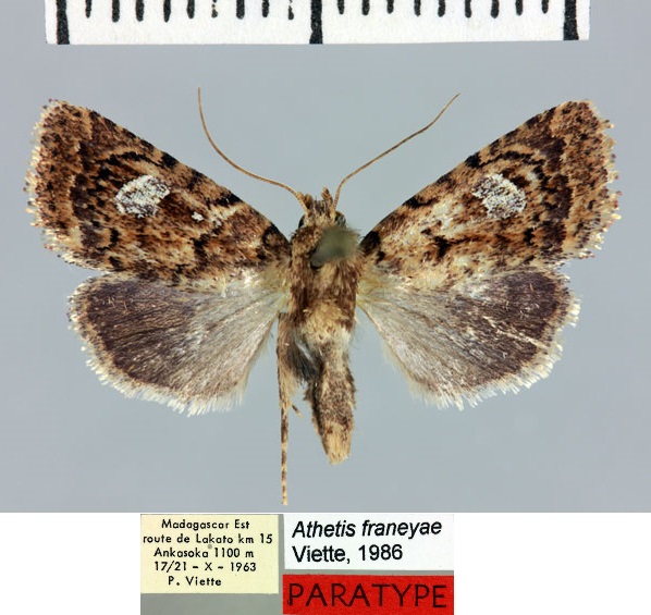 /filer/webapps/moths/media/images/F/franeyae_Athetis_PTF_MNHN.jpg