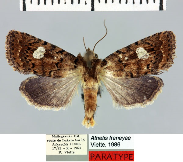 /filer/webapps/moths/media/images/F/franeyae_Athetis_PTM_MNHN.jpg