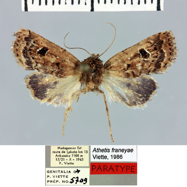 /filer/webapps/moths/media/images/F/franeyae_Athetis_PTM_MNHN_02.jpg