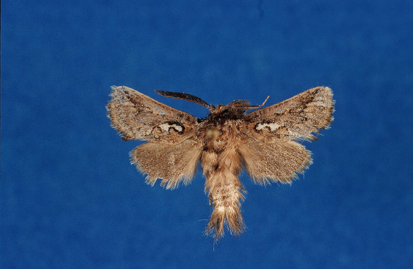 /filer/webapps/moths/media/images/F/franziskae_Arbelodes_HT_ZMHB.jpg