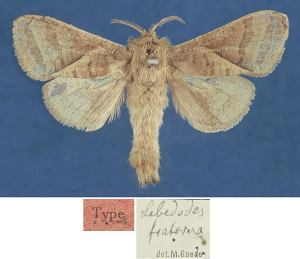 /filer/webapps/moths/media/images/F/fraterna_Lebedodes_HT_MfN.jpg