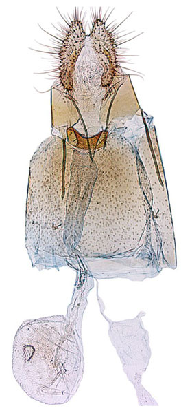 /filer/webapps/moths/media/images/F/fraternana_Ubawamzuri_GFPT_NHMO_2845.jpg