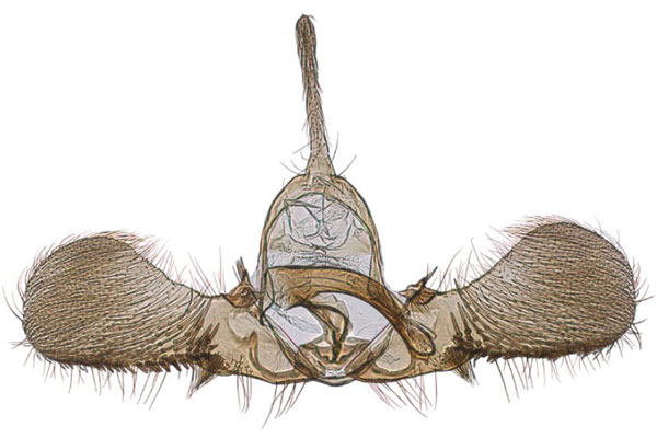 /filer/webapps/moths/media/images/F/fraternana_Ubawamzuri_GMHT_NHMO_2281.jpg