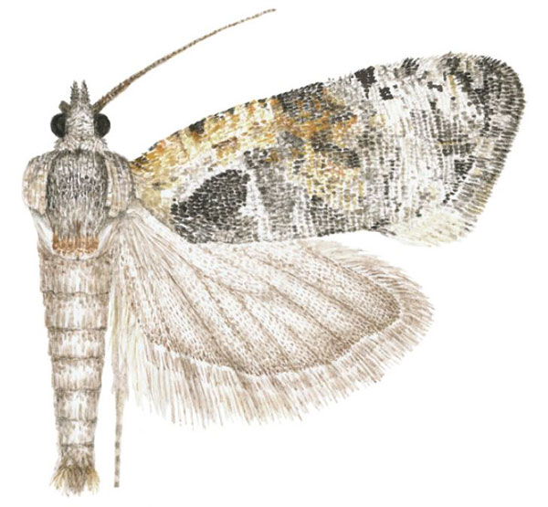 /filer/webapps/moths/media/images/F/fraternana_Ubawamzuri_HT_NHMO.jpg