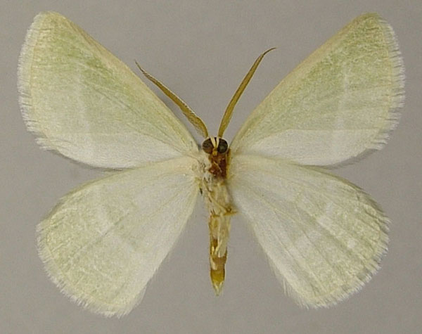 /filer/webapps/moths/media/images/F/fraudulenta_Acollesis_AM_ZSMb.jpg