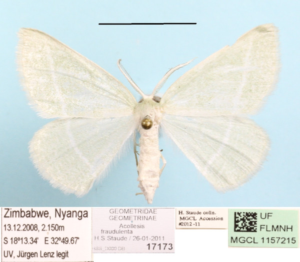 /filer/webapps/moths/media/images/F/fraudulenta_Acollesis_A_MGCL_01.JPG