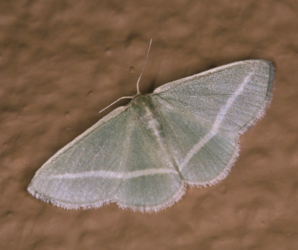 /filer/webapps/moths/media/images/F/fraudulenta_Acollesis_A_Roland_05.jpg
