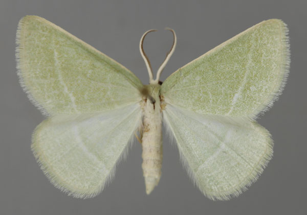 /filer/webapps/moths/media/images/F/fraudulenta_Acollesis_A_ZSM_01.jpg