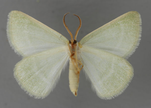 /filer/webapps/moths/media/images/F/fraudulenta_Acollesis_A_ZSM_02.jpg