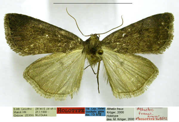 /filer/webapps/moths/media/images/F/fraus_Athetis_HT_TMSA.jpg