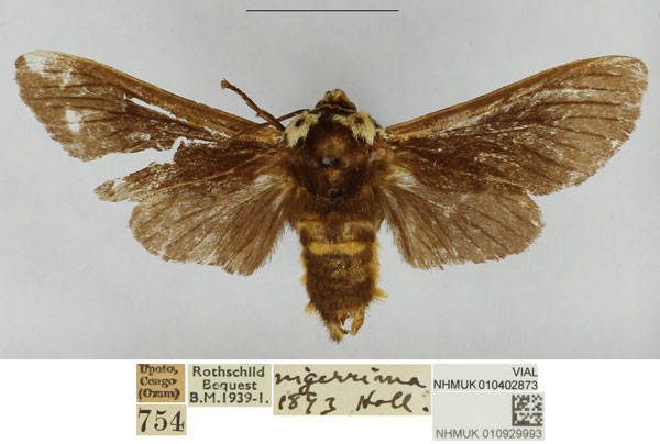 /filer/webapps/moths/media/images/F/fredpricei_Casphalia_HT_NHMUK.jpg