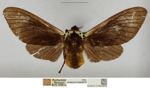 /filer/webapps/moths/media/images/F/fredpricei_Casphalia_PTF_NHMUK.jpg