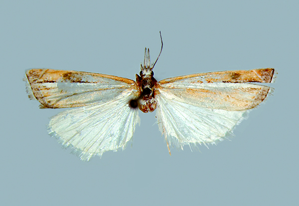 /filer/webapps/moths/media/images/F/frescobaldii_HT.jpg