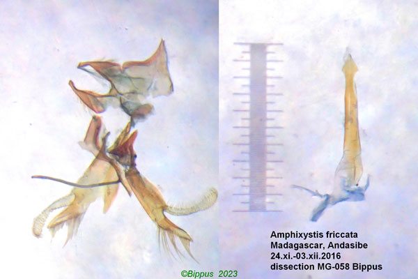 /filer/webapps/moths/media/images/F/fricata_Amphixystis_GM_Bippus.jpg