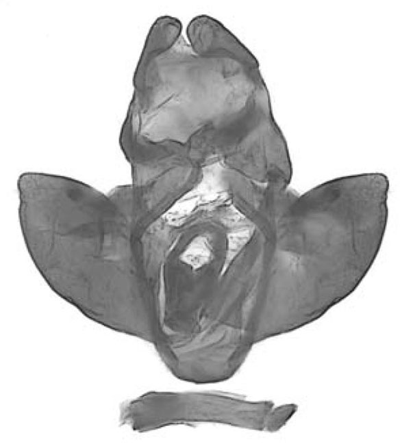 /filer/webapps/moths/media/images/F/frici_Politzarella_GMHT_ZSM.jpg