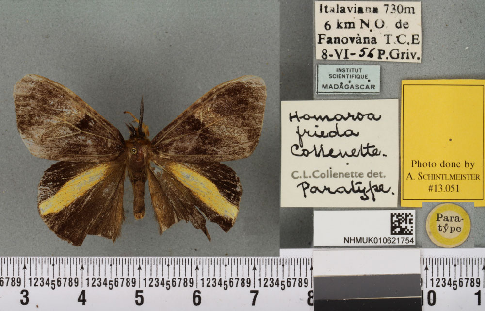 /filer/webapps/moths/media/images/F/frieda_Homaroa_PTM_BMNHa.jpg