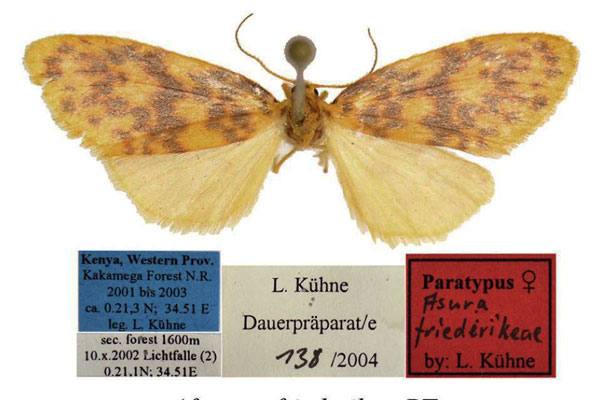 /filer/webapps/moths/media/images/F/friederikeae_Afrasura_PTF_BMNH.jpg