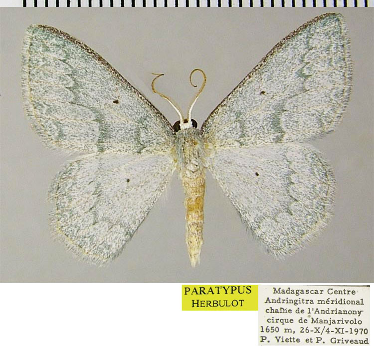 /filer/webapps/moths/media/images/F/frigida_Epigelasta_PTM_ZSMa.jpg
