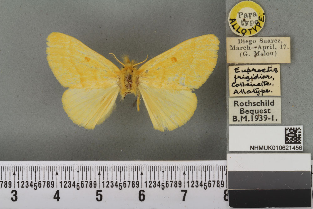 /filer/webapps/moths/media/images/F/frigidior_Euproctis_AT_BMNHa.jpg