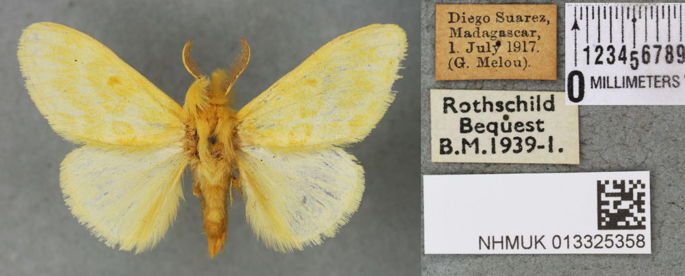 /filer/webapps/moths/media/images/F/frigidior_Euproctis_PTM_BMNH_02a.jpg