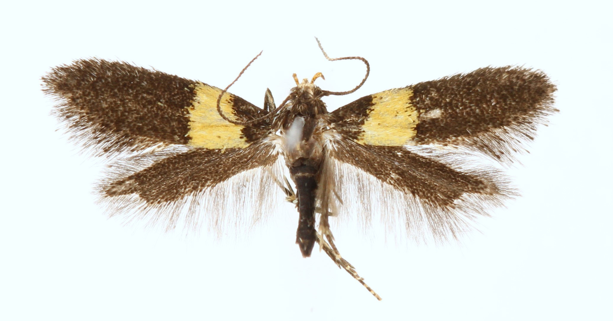 /filer/webapps/moths/media/images/F/frontella_Chrysoesthia_MHT_NHMO.jpg