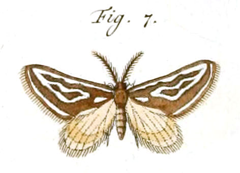 /filer/webapps/moths/media/images/F/frosinaria_Conchylia_Stoll_36_7.jpg