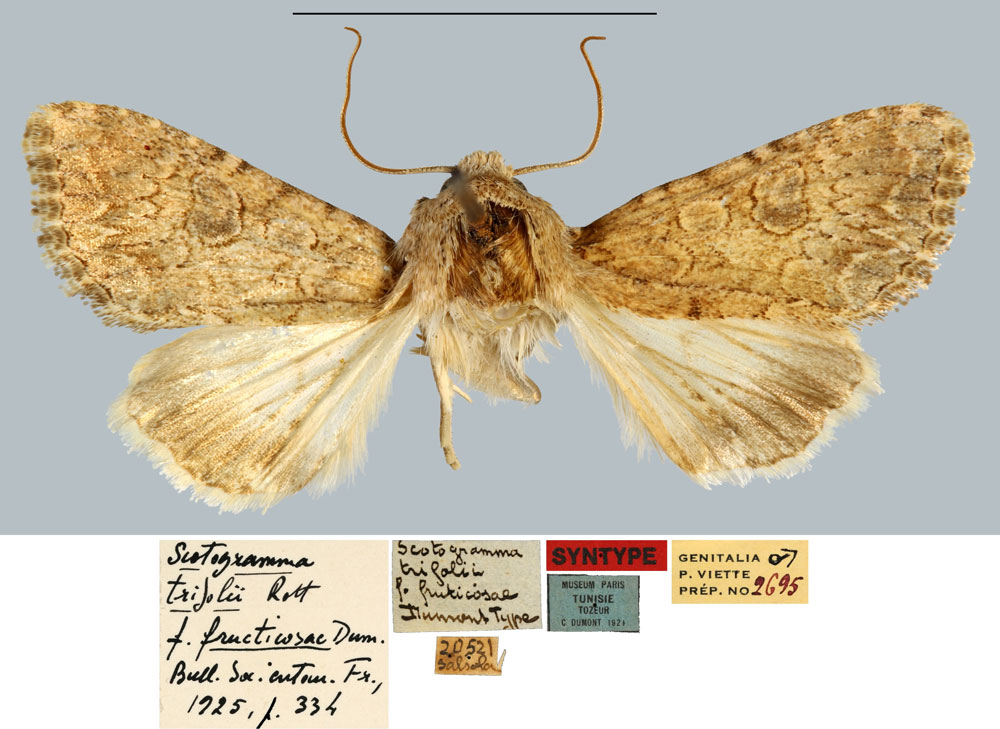 /filer/webapps/moths/media/images/F/fructicosae_Scotogramma_STM_MNHN.jpg