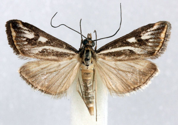 /filer/webapps/moths/media/images/F/frustalis_Loxostege_AM_Agassiz_01.jpg