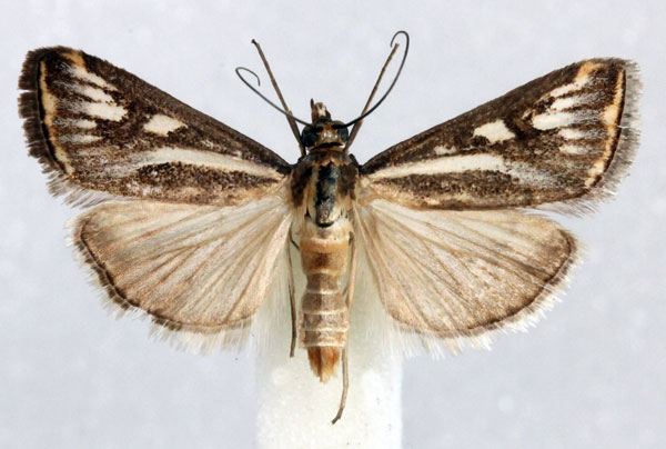 /filer/webapps/moths/media/images/F/frustalis_Loxostege_AM_Agassiz_02.jpg