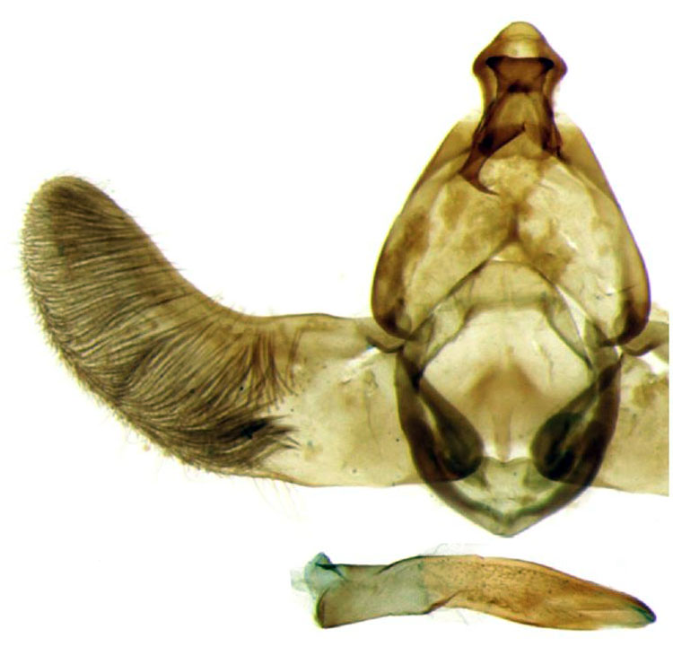/filer/webapps/moths/media/images/F/fruticosa_Thubdora_GMPT_ZMHB_CIS7026.jpg