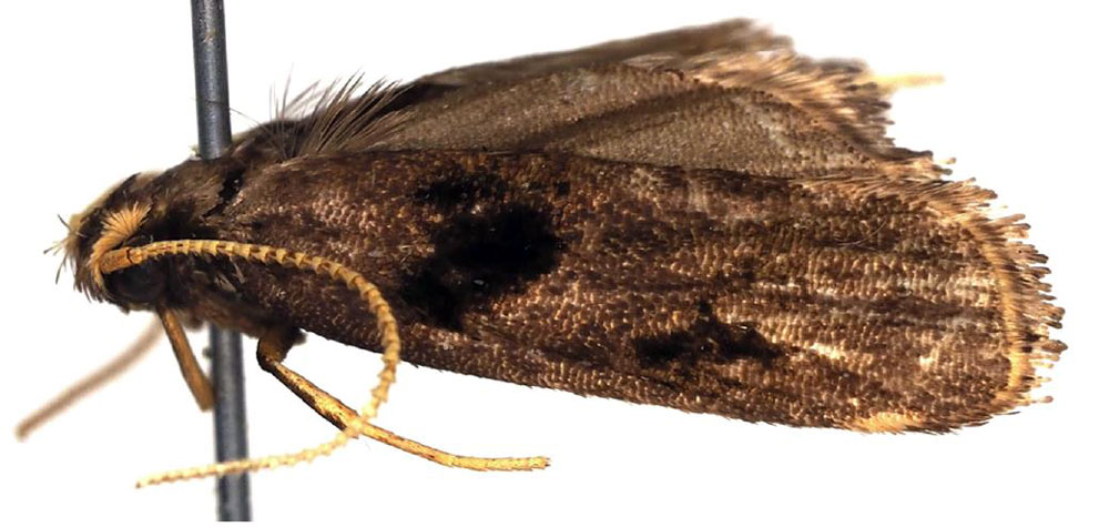 /filer/webapps/moths/media/images/F/fruticosa_Thubdora_HT_ZMHB.jpg