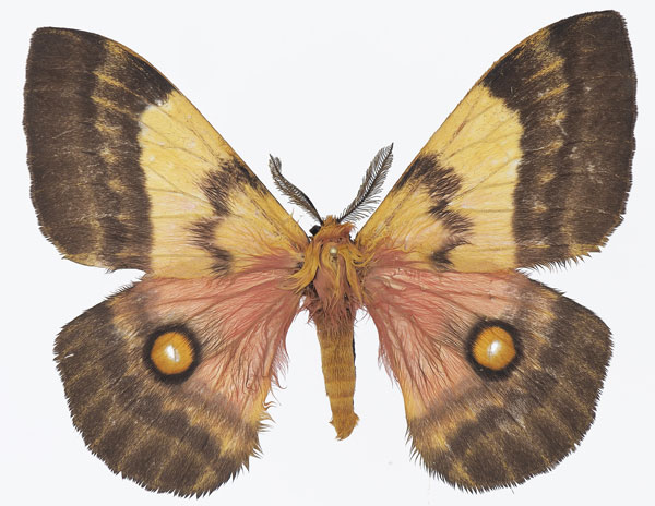 /filer/webapps/moths/media/images/F/fuelleborniana_Ubaena_AM_Basquina.jpg