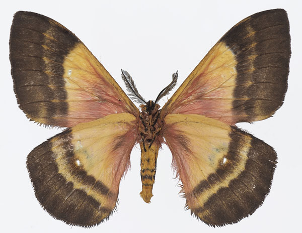 /filer/webapps/moths/media/images/F/fuelleborniana_Ubaena_AM_Basquinb.jpg