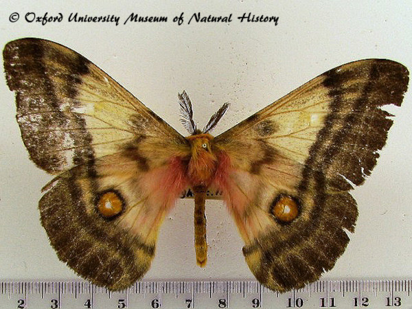 /filer/webapps/moths/media/images/F/fuelleborniana_Ubaena_A_OUMNH_01.jpg