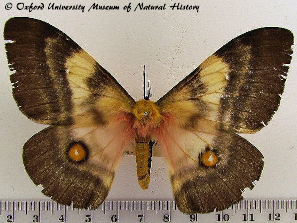 /filer/webapps/moths/media/images/F/fuelleborniana_Ubaena_A_OUMNH_02.jpg