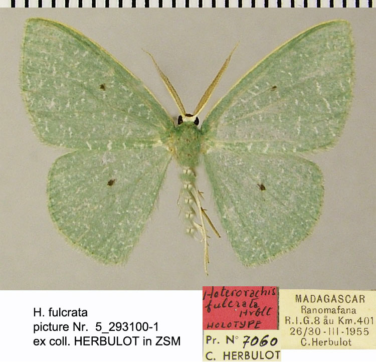 /filer/webapps/moths/media/images/F/fulcrata_Heterorachis_HT_ZSMa.jpg