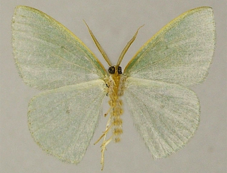 /filer/webapps/moths/media/images/F/fulcrata_Heterorachis_HT_ZSMb.jpg