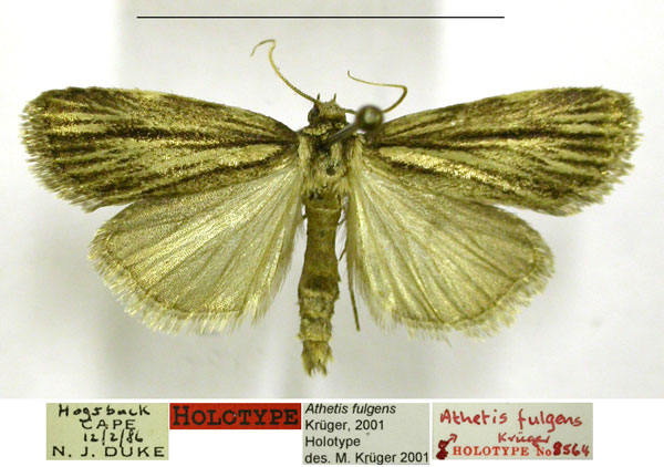/filer/webapps/moths/media/images/F/fulgens_Athetis_HT_TMSA.jpg