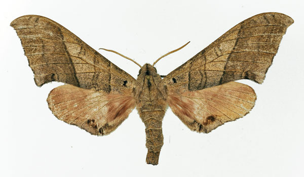 /filer/webapps/moths/media/images/F/fulgurans_Rufoclanis_AF_Basquin.jpg