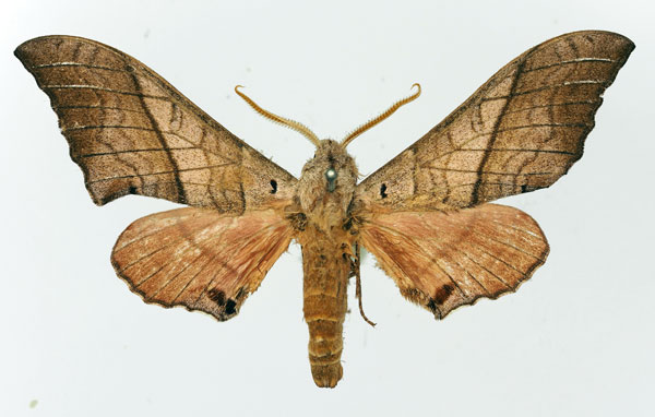 /filer/webapps/moths/media/images/F/fulgurans_Rufoclanis_AM_Basquin.jpg