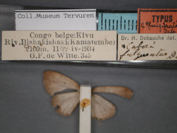 /filer/webapps/moths/media/images/F/fulgurata_Cabera_HT_RMCA_02.jpg