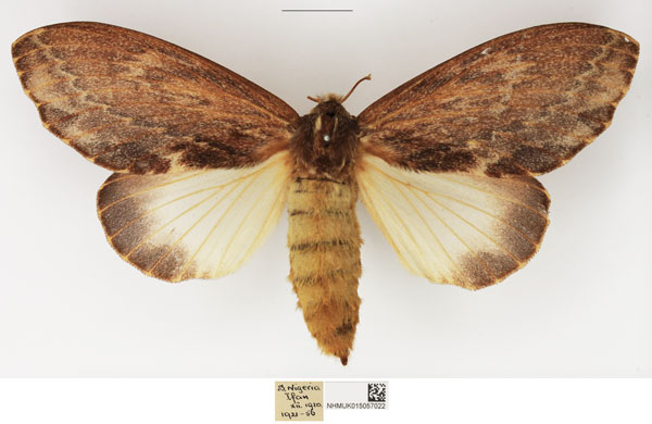 /filer/webapps/moths/media/images/F/fulgurata_Lasiocesa_AF_NHMUK_01.jpg