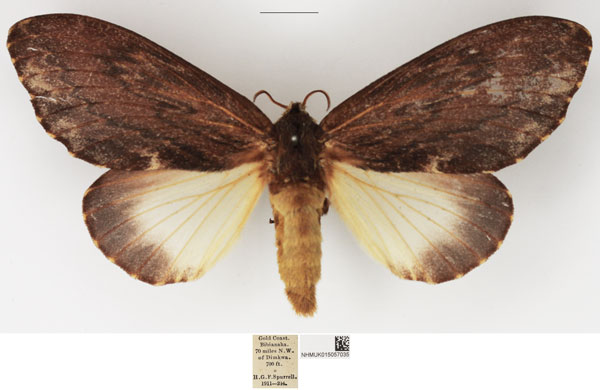 /filer/webapps/moths/media/images/F/fulgurata_Lasiocesa_AF_NHMUK_02.jpg