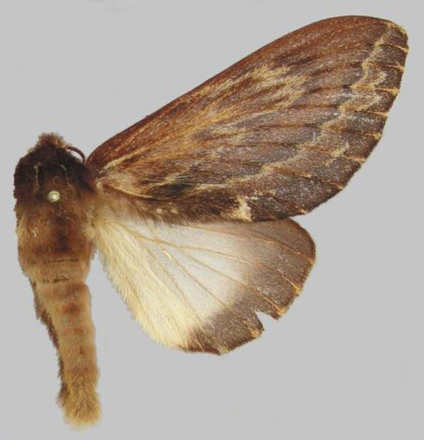 /filer/webapps/moths/media/images/F/fulgurata_Lasiocesa_AF_RMCA.jpg