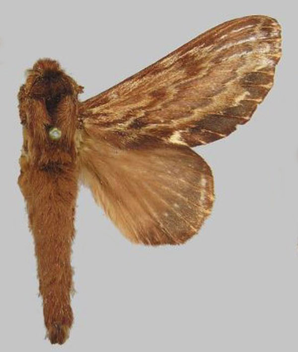 /filer/webapps/moths/media/images/F/fulgurata_Lasiocesa_AM_RMCA.jpg