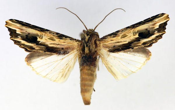 /filer/webapps/moths/media/images/F/fulgurata_Neostichtis_AM_Aulombard.jpg